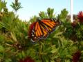 Monarch butterfly
bottlebrush